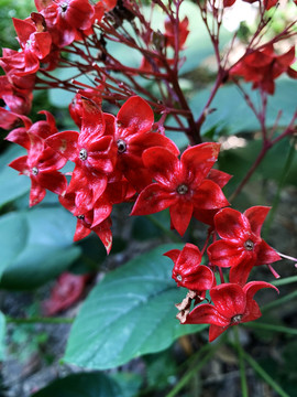 狀元紅網，揭秘4987精準資料的秘密，狀元紅網揭秘，精準資料4987背后的秘密