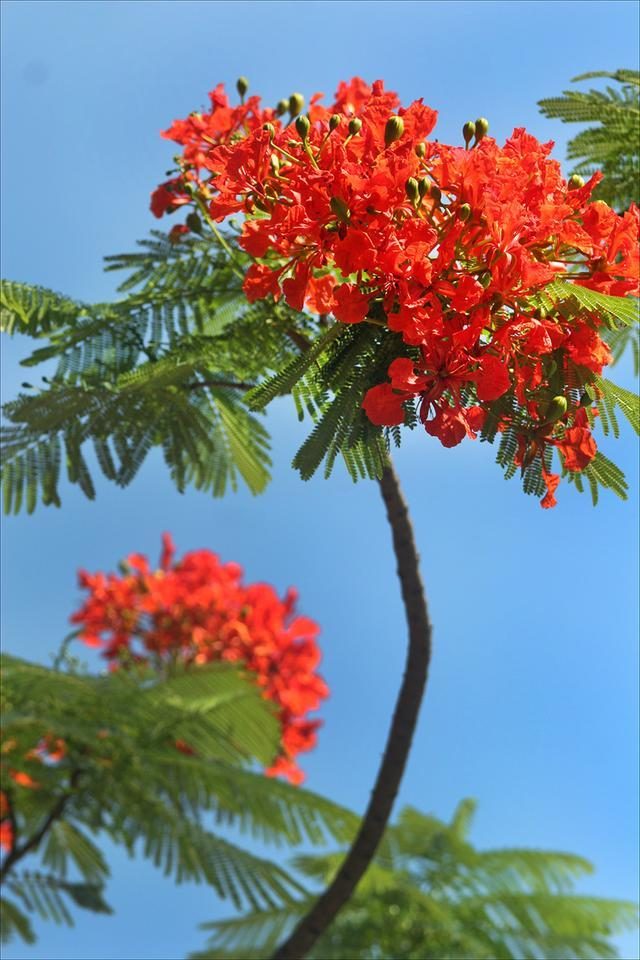 狀元紅，揭秘4987最準最快的秘密武器，狀元紅，揭秘最準最快的秘密武器 4987