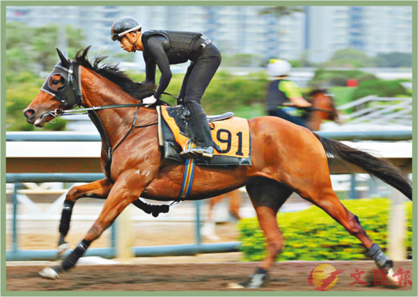 香港賽馬，探索數字背后的激情與榮耀，香港賽馬，數字背后的激情與榮耀之旅