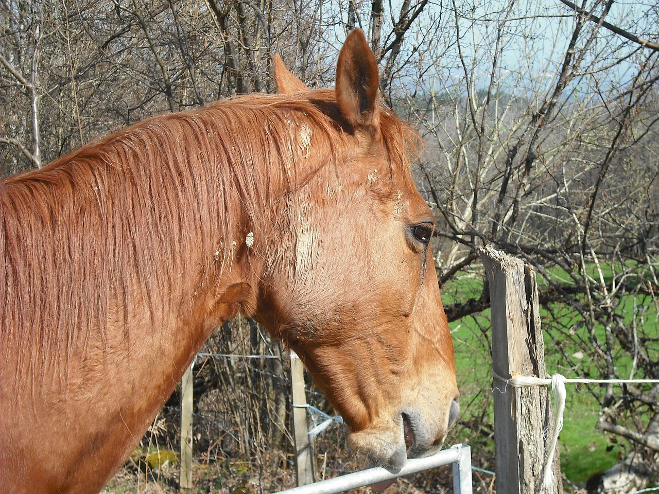 澳門四不像特馬，探索神秘現象背后的真相，澳門四不像特馬揭秘神秘現象背后的真相