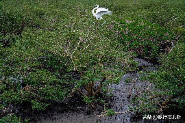茂密森林中的王者——探尋王中王一肖的神秘魅力，森林王者揭秘，一肖的神秘魅力探尋