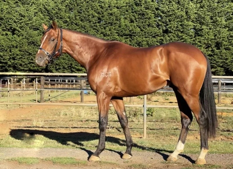今晚澳門特馬開什么？今晚四不像的探討，今晚澳門特馬開彩結(jié)果及四不像探討