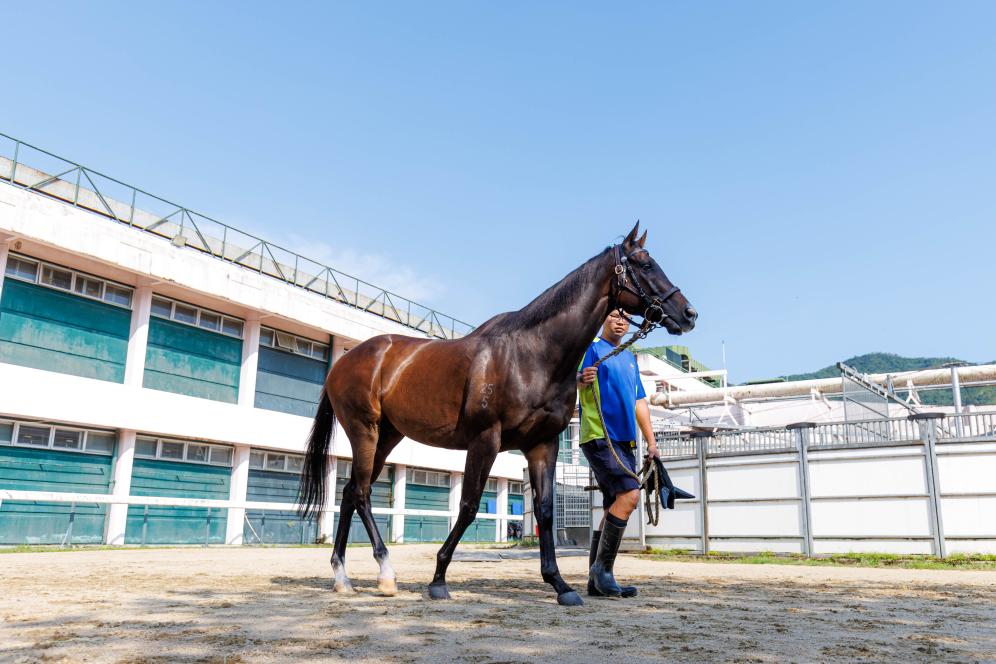 香港賽馬，77777與888888的傳奇故事，香港賽馬傳奇，77777與888888的賽場奇緣