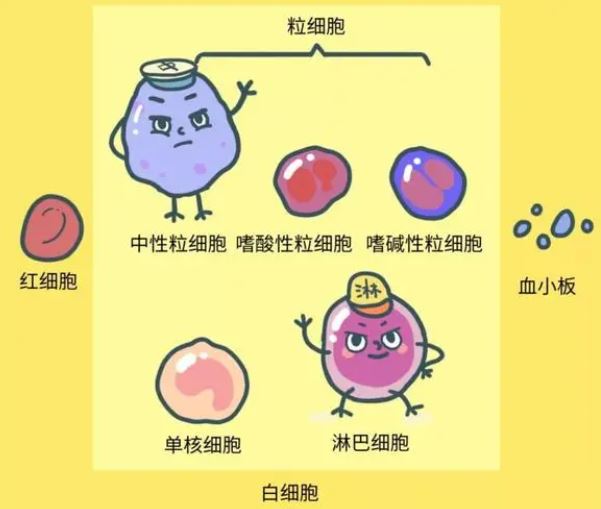 白細胞低有什么危險，白細胞低存在的危險與潛在風險，揭示白細胞減少的危害