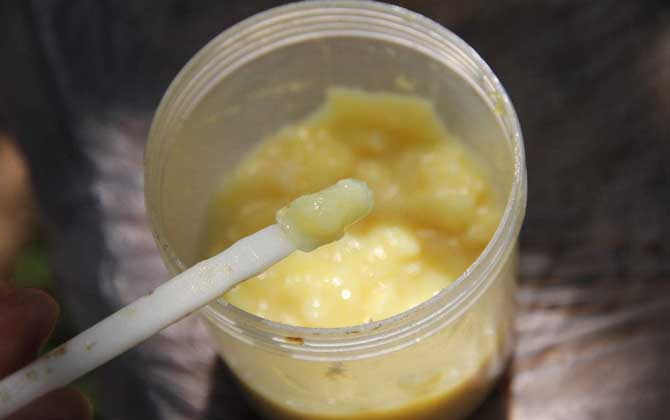 蜂王漿，功效、作用及食用方法詳解，蜂王漿，功效、作用及食用方法全面解析