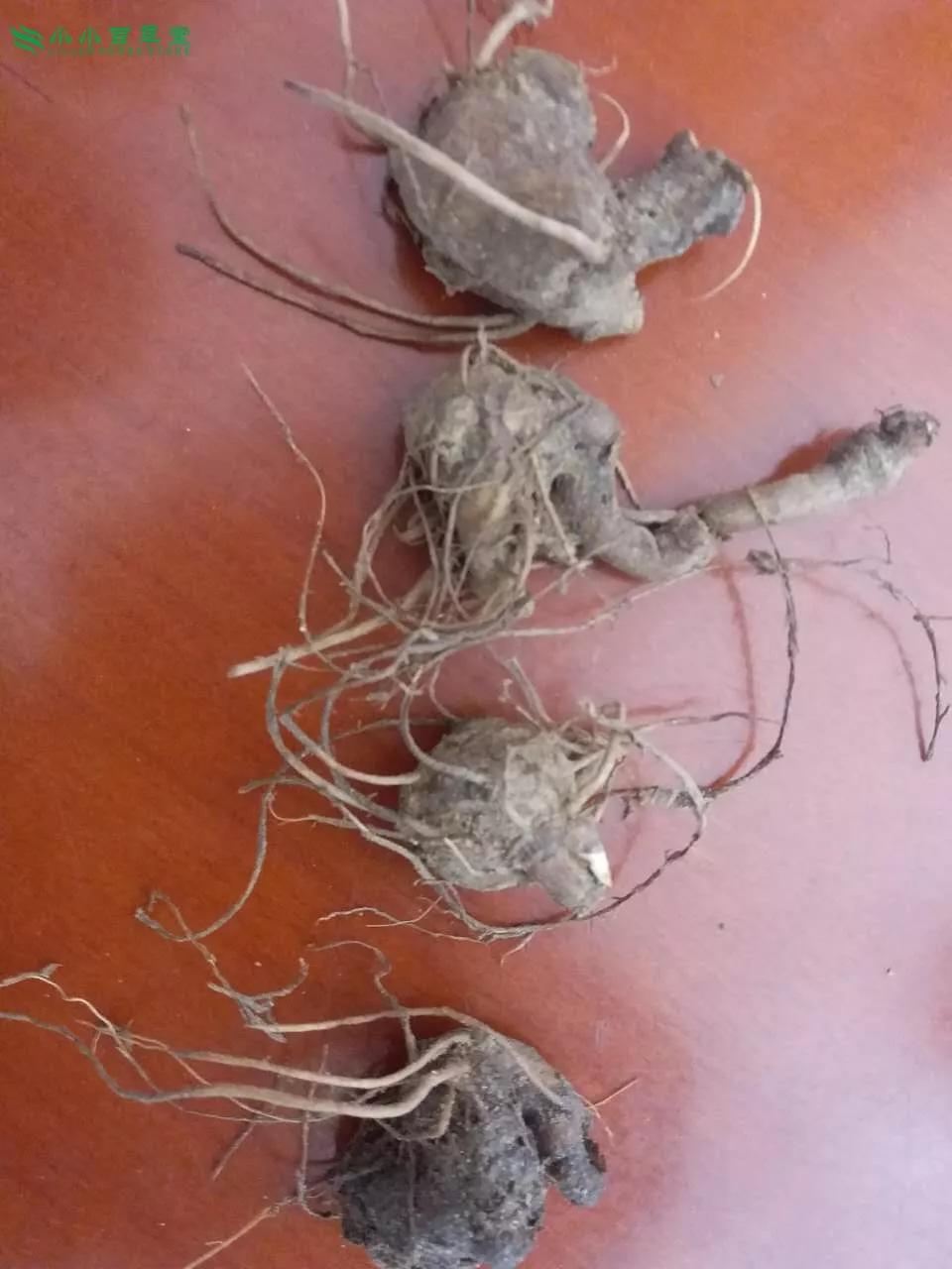 白術圖片，探尋白術的草藥之美，白術的草藥之美，探尋圖片中的白術風采