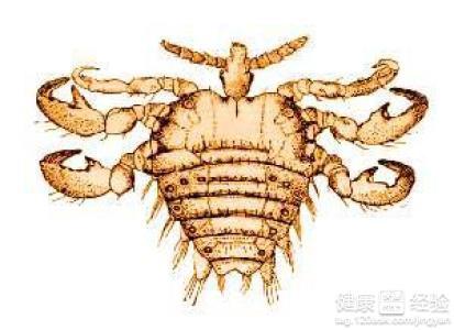男性陰虱病圖片及其相關知識解析，男性陰虱病圖片與知識解析全攻略
