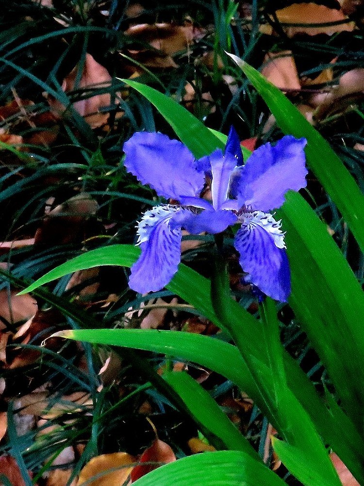 鳶尾花的美麗與神秘，探尋其背后的故事與SEO優化價值，鳶尾花的魅力，背后的故事與SEO優化價值探索