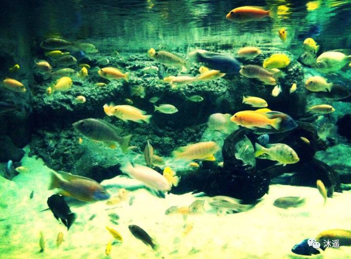 上海海洋水族館圖片,探索奇妙的海洋世界,上海海洋水族館,探索奇妙的深海奧秘圖片集