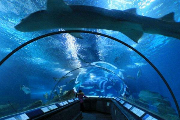 上海海洋水族館圖片,探索奇妙的海洋世界,上海海洋水族館,探索奇妙的深海奧秘圖片集