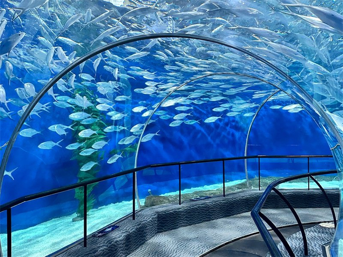 上海海洋水族館圖片,探索奇妙的海洋世界,上海海洋水族館,探索奇妙的深海奧秘圖片集