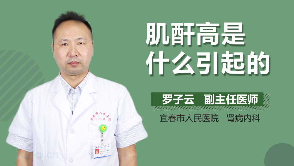 肌酐高是什么原因?深入了解背后的因素,肌酐高背后的原因,深入了解與解析