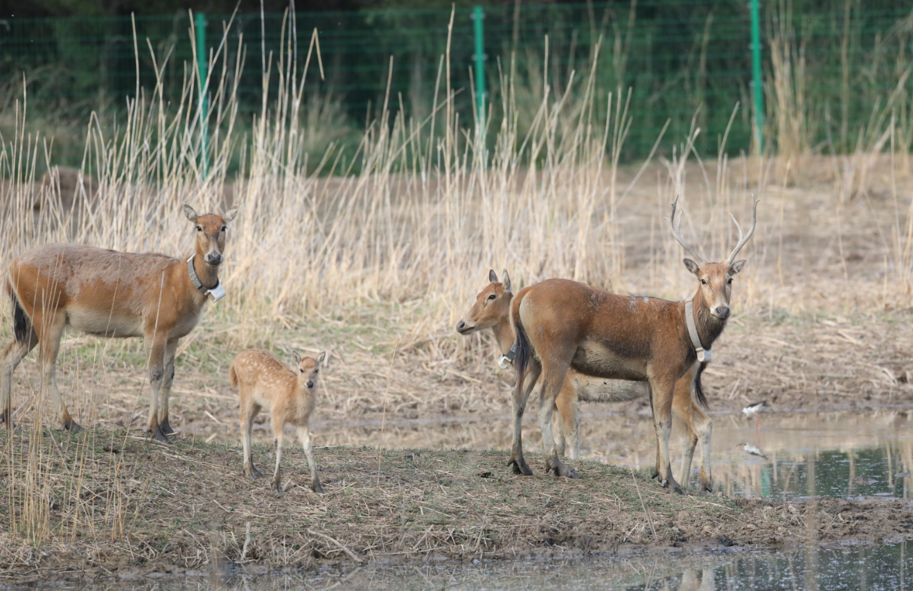 家婆王中王一肖四不像，深度解讀與SEO優化策略，家婆王中王一肖四不像，深度解析與SEO優化攻略