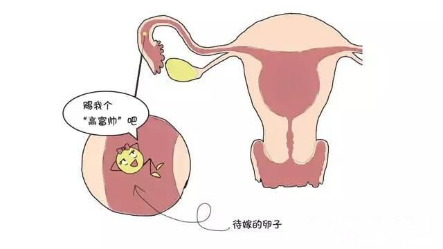 卵巢早衰的癥狀有哪些,揭示早期預(yù)警信號與影響,卵巢早衰揭示,早期預(yù)警信號、癥狀及影響