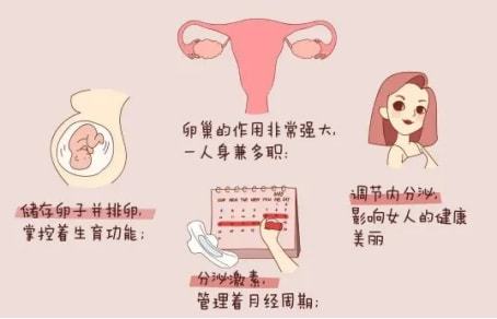 卵巢早衰的癥狀有哪些,揭示早期預(yù)警信號與影響,卵巢早衰揭示,早期預(yù)警信號、癥狀及影響