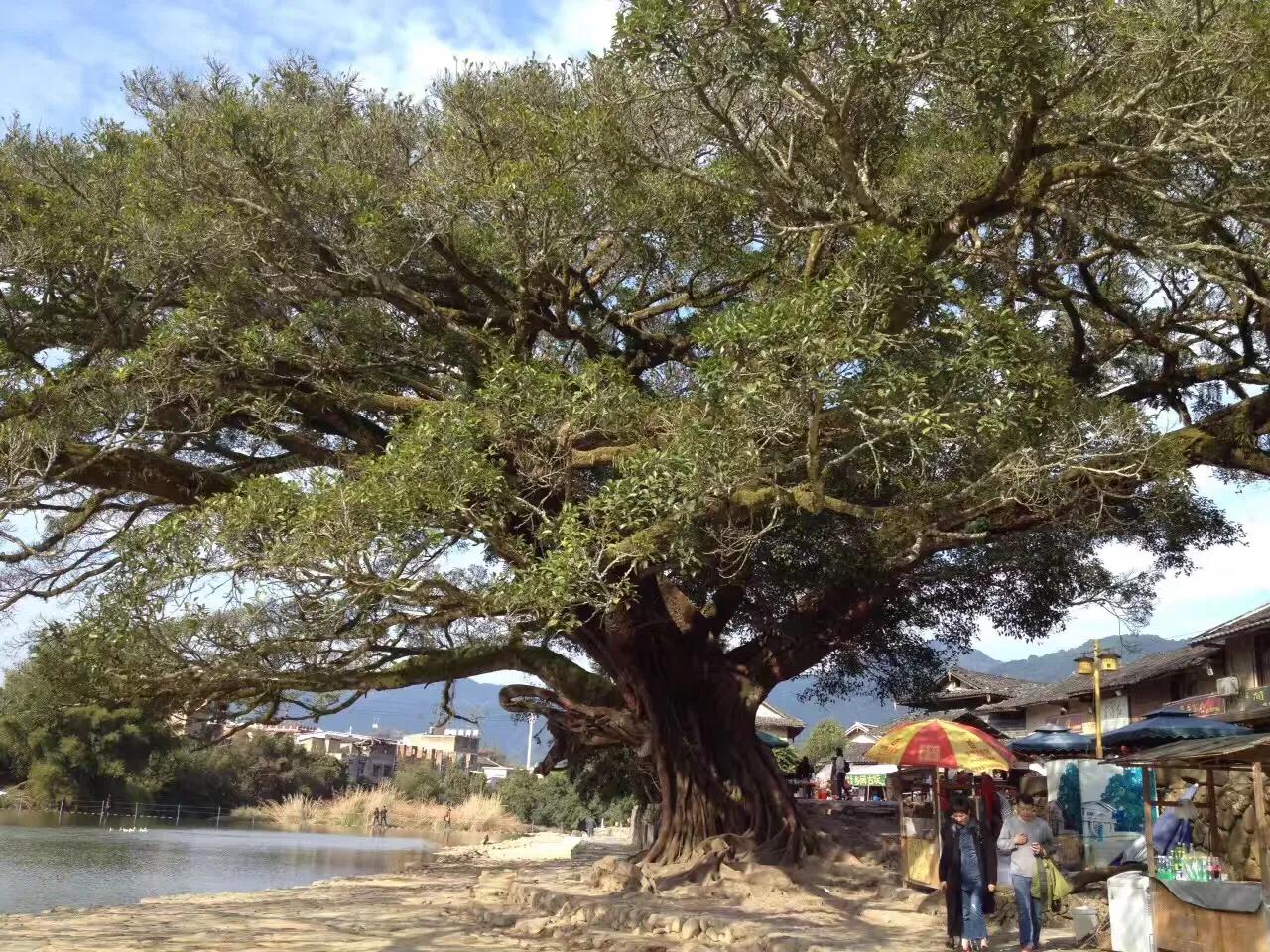 云水謠景區(qū),自然與文化的完美結(jié)合,云水謠景區(qū),自然與文化和諧共融的絕美勝地