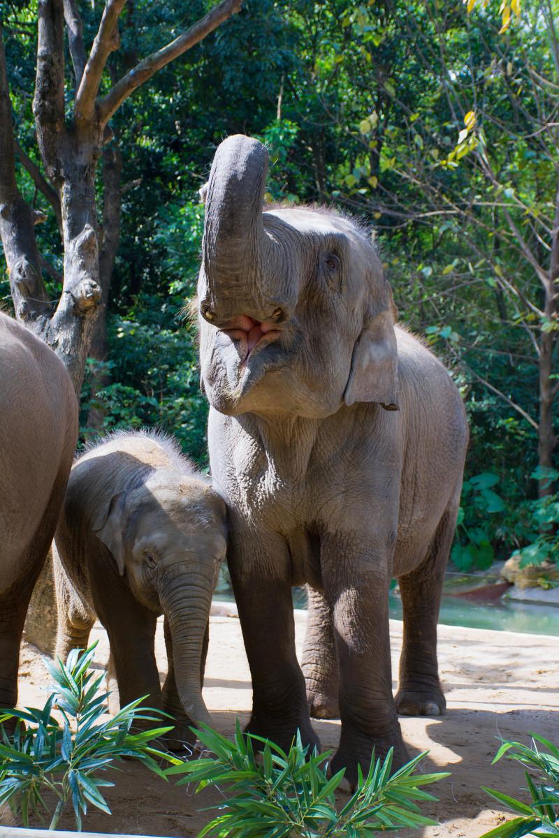 廣州長隆動物園門票攻略,一站式解決你的購票疑問,廣州長隆動物園門票攻略,購票疑問一站式解決