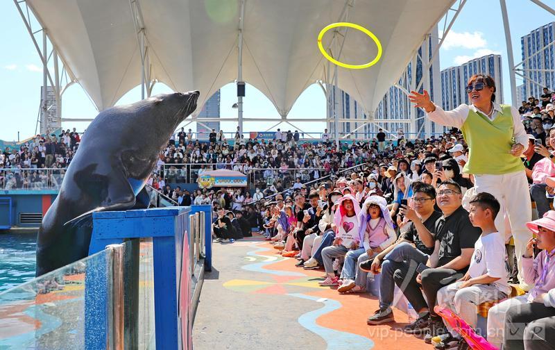 新澳2025今晚開獎結(jié)果揭曉，期待與驚喜并存，新澳2025今晚開獎結(jié)果揭曉，期待與驚喜交織的時刻