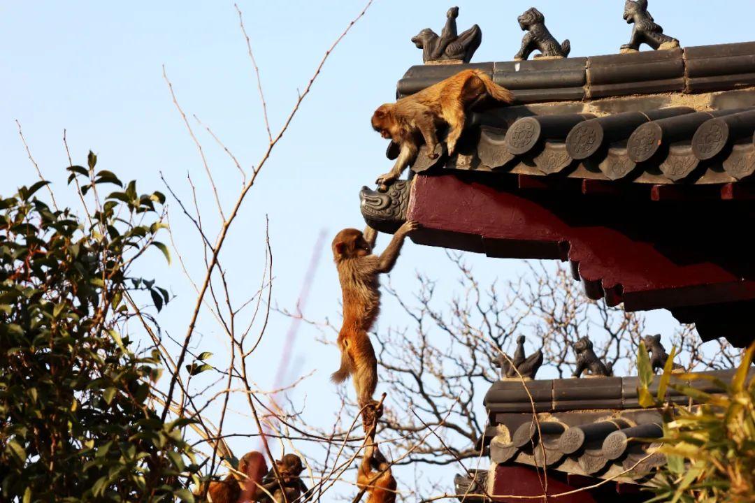 云臺山最新信息,探索美景,體驗新奇,云臺山最新探索,美景奇觀等你來體驗