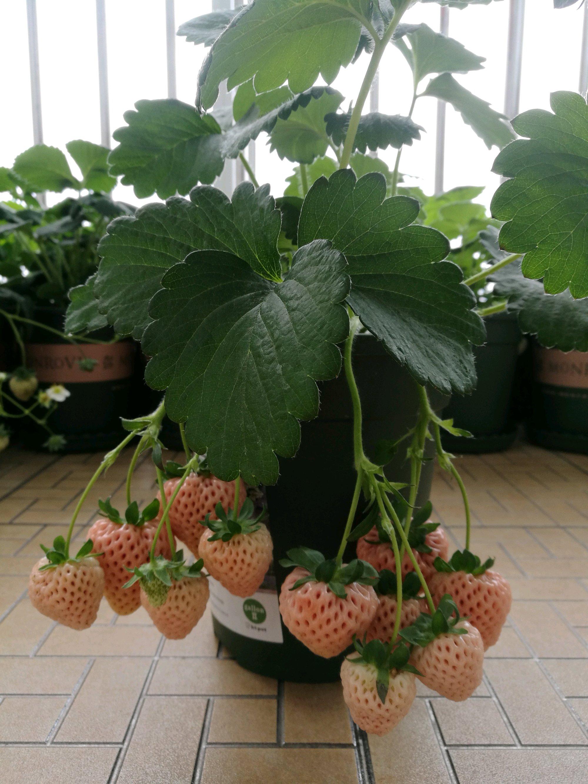 孕婦可以吃草莓嗎?草莓的營養(yǎng)價值與健康益處,草莓的營養(yǎng)價值及其對孕婦的益處探討