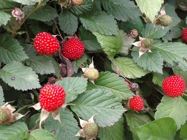 孕婦可以吃草莓嗎?草莓的營養(yǎng)價值與健康益處,草莓的營養(yǎng)價值及其對孕婦的益處探討