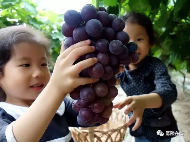 葡萄京王中王一肖,探索關(guān)鍵詞背后的故事,葡萄京王中王一肖,揭秘關(guān)鍵詞背后的傳奇故事