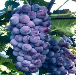 葡萄京王中王一肖,探索關(guān)鍵詞背后的故事,葡萄京王中王一肖,揭秘關(guān)鍵詞背后的傳奇故事