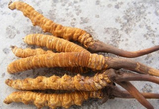 冬蟲夏草圖片,探尋神秘的草藥世界與珍貴圖片展示,冬蟲夏草圖片,探尋草藥世界的神秘與珍貴圖片展示