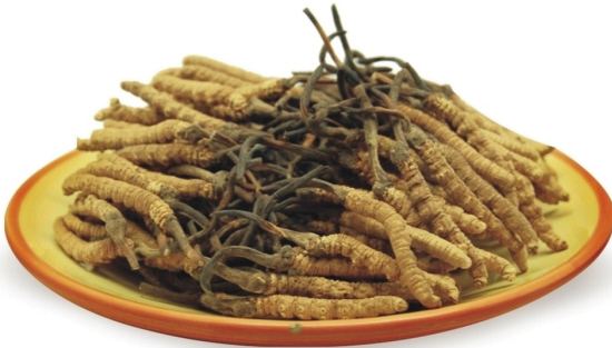 冬蟲夏草圖片,探尋神秘的草藥世界與珍貴圖片展示,冬蟲夏草圖片,探尋草藥世界的神秘與珍貴圖片展示