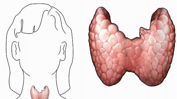 甲狀腺結節三吃三不吃,飲食調整與生活方式優化,甲狀腺結節的飲食調整與生活方式優化,三吃三不吃指南
