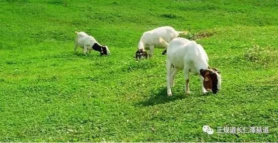 澳門出羊下期必開一肖,揭秘生肖彩票的奧秘與策略,揭秘生肖彩票奧秘,澳門出羊后必開一肖策略探討