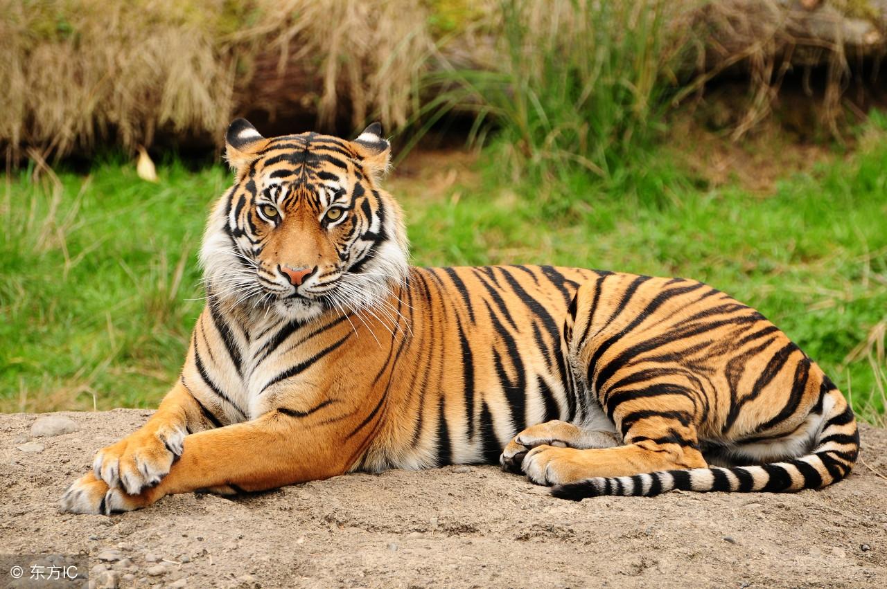 王中王指一生肖——探尋生肖文化中的特殊含義，生肖之王，探尋生肖文化中的特殊含義