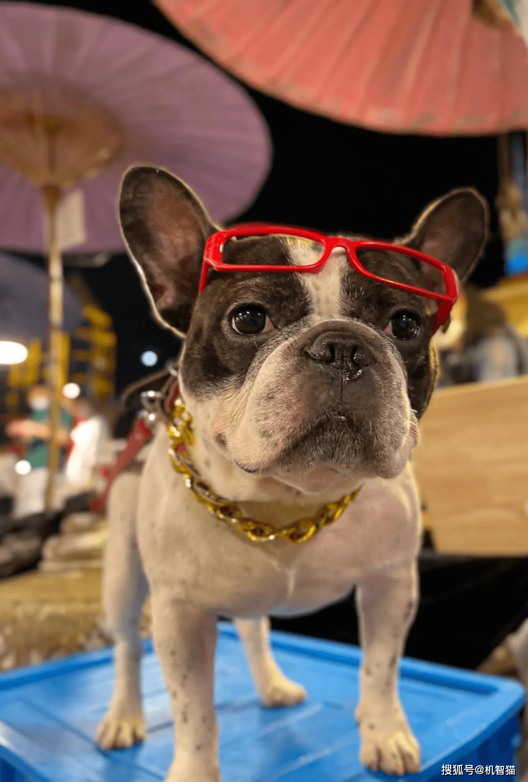 揭秘彩票背后的秘密,揭秘王中王四不像出一肖背后的奧秘,揭秘彩票王中王四不像出一肖背后的神秘秘密