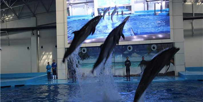 合肥海洋館門票價格詳解,合肥海洋館門票價格全面解析