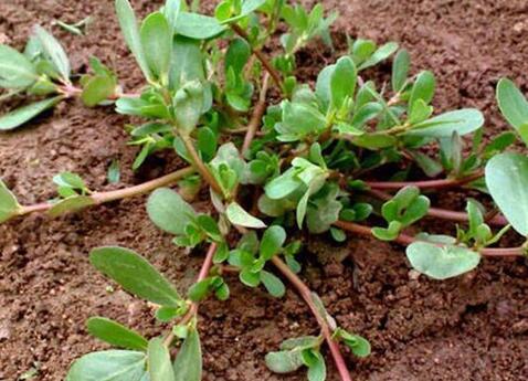 馬齒莧的六大神奇功效,自然草本的力量,馬齒莧的六大神奇功效,自然草本的奧秘力量