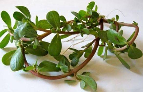 馬齒莧的六大神奇功效,自然草本的力量,馬齒莧的六大神奇功效,自然草本的奧秘力量