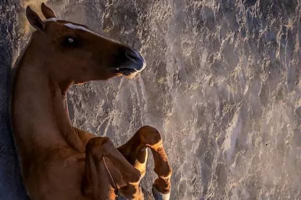 王中王肖四不像肖一肖特,深度解讀背后的故事與奧秘,王中王肖四不像肖一肖特,背后的故事與奧秘深度解讀