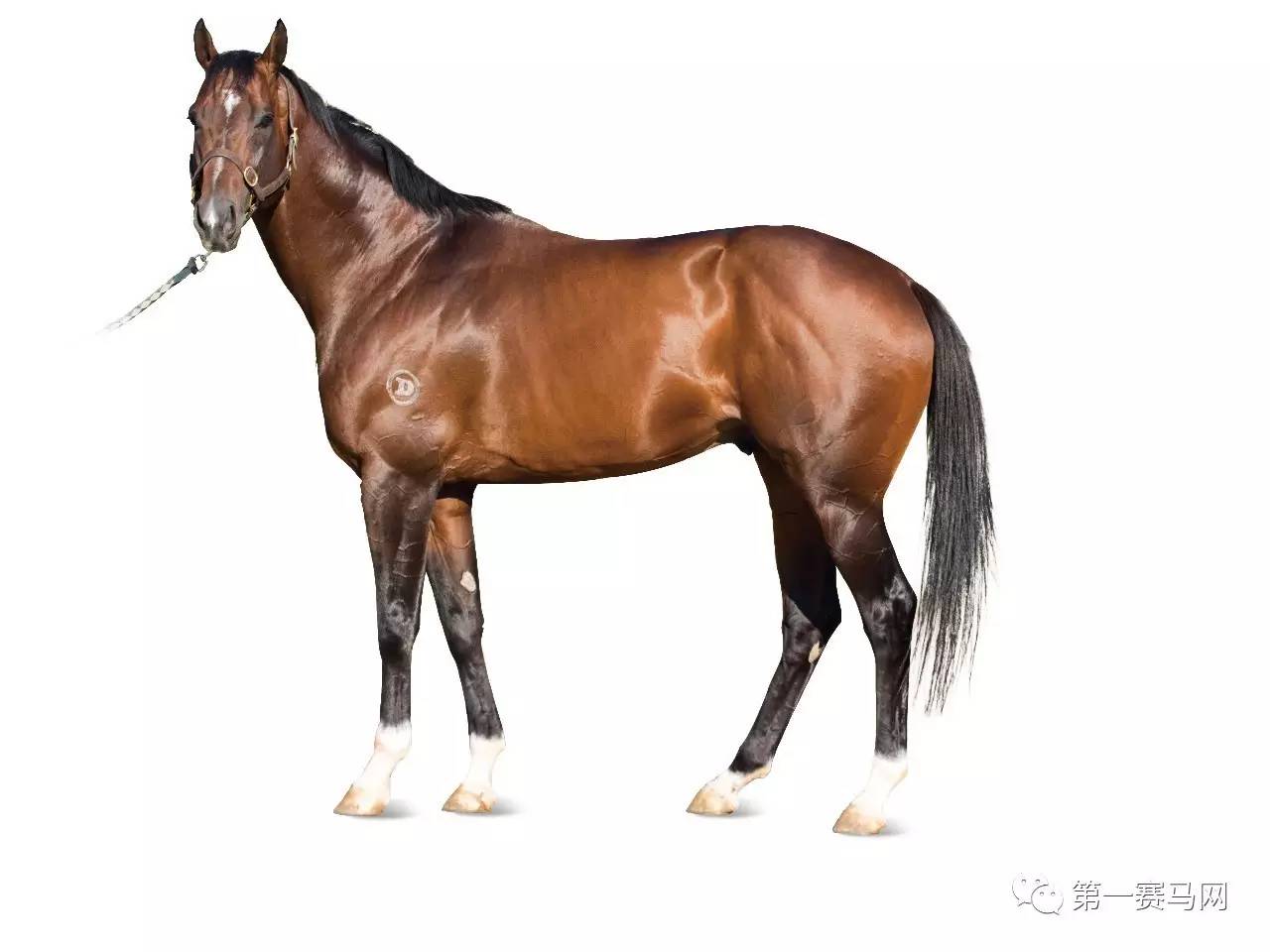 王中王資料一肖中馬,深度解析與SEO優化策略,王中王資料一肖中馬深度解析與SEO優化策略探討