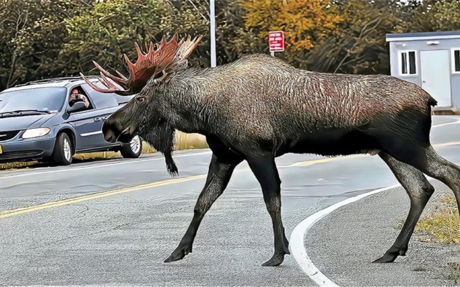 四不像正版資料的探索與解析,四不像正版資料的深度探索與解析