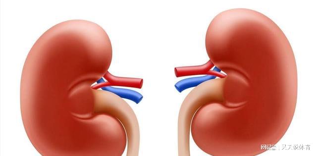 尿酸水平升高與腎臟健康,尿酸460是否意味著腎臟已經(jīng)受損?,尿酸水平升高與腎臟健康關(guān)系解析,尿酸460是否預(yù)示腎臟受損?