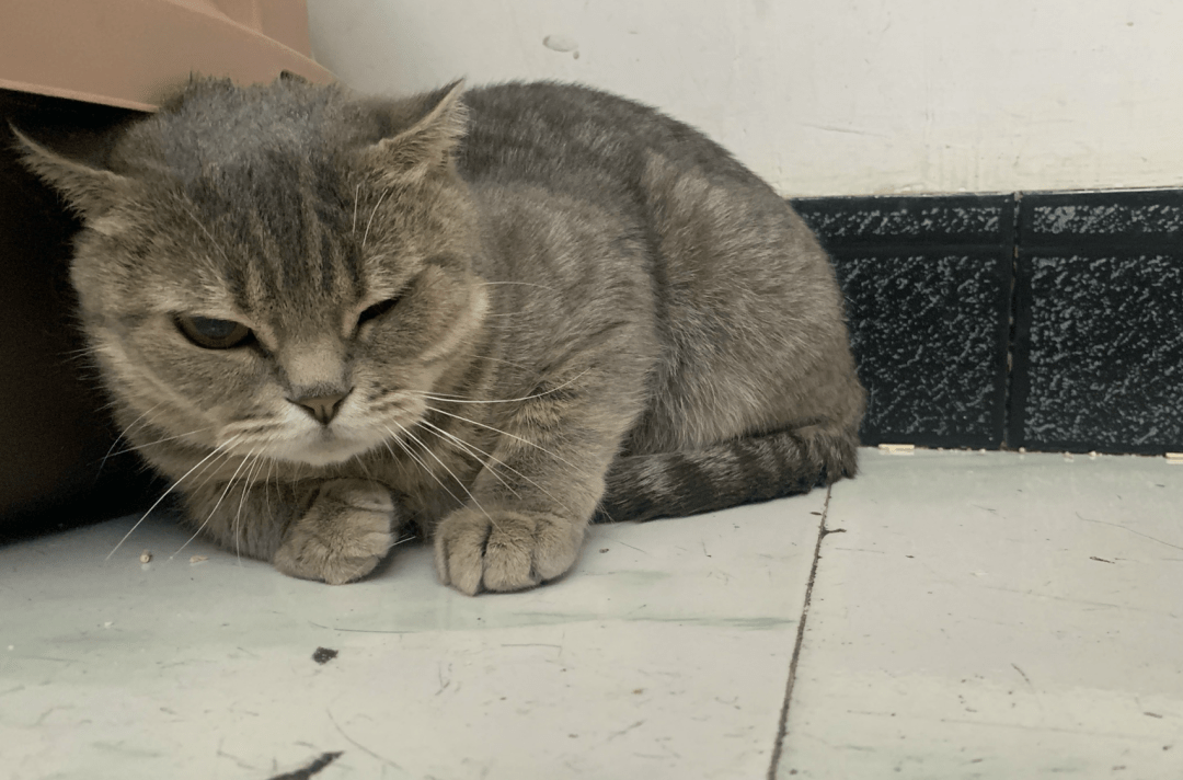 澳門一碼一肖一待一中四不像，探索與解析，澳門一碼一肖一待一中四不像，深度解析與探索