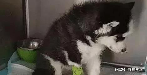 突然拉血了,原因及應對措施,突然拉血原因與應對措施解析